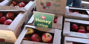 Les pommes Honey Crips qui font ravage.