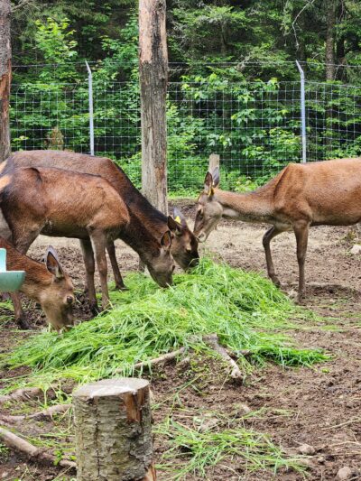Photo de cerfs rouges.
