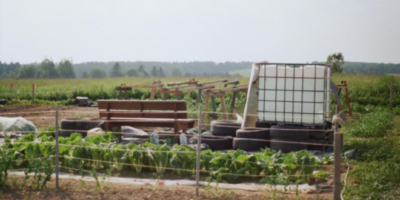 Jardin avec des laitues qui poussent, un banc et cuve pour stocker l'eau